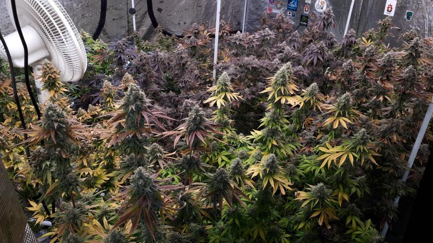 420 FASTBUDS = BISCOTTI GELATO. Week 0