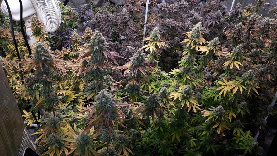 KANNABIA SEEDS = HELLFIRE OG. Week 0