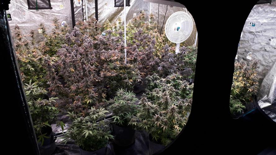 KANNABIA SEEDS = APPLE AND BANANAS. Week 0