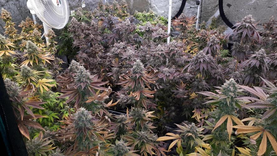 KANNABIA SEEDS = APPLE AND BANANAS. Week 0