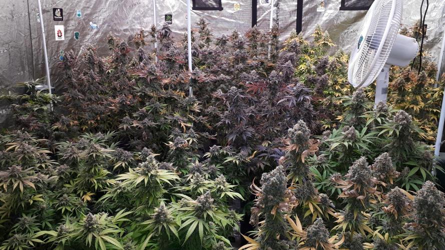 ILGM = TANGIE QUEEN. Week 0