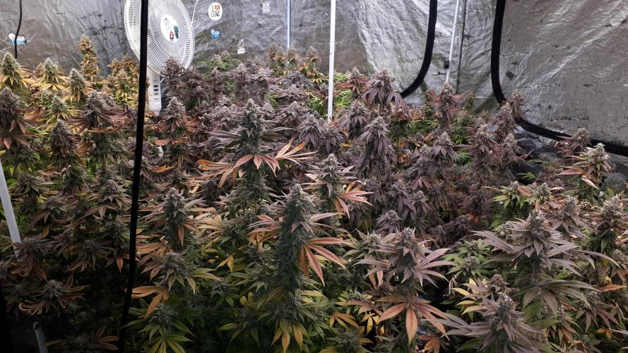 SUPERNATURAL SEEDS = APPLE MAC. Week 0