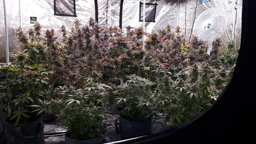 UKHTA SEEDS = CANDY HOUSE. Week 0