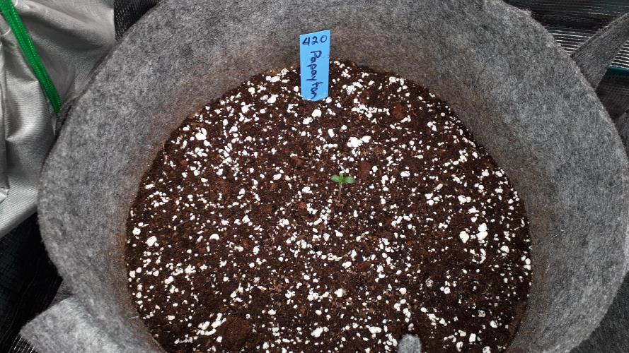 420 FASTBUDS = PAPAYTON. Week 1