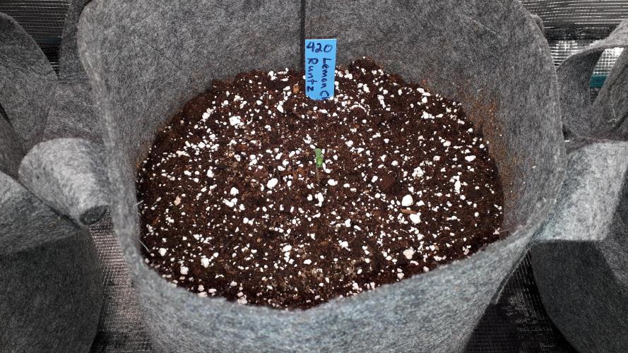 420 FASTBUDS = LEMON CHERRY RUNTZ. Week 1
