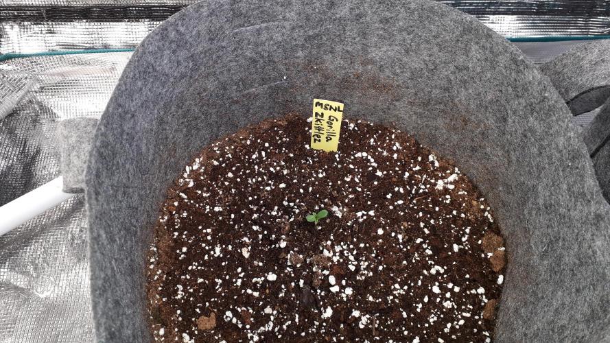 MSNL SEEDS = GORILLA ZKITTLES. Week 1