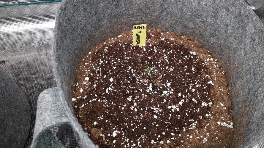 MSNL SEEDS = MIMOSA. Week 1