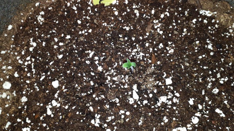 MSNL SEEDS = MIMOSA. Week 1