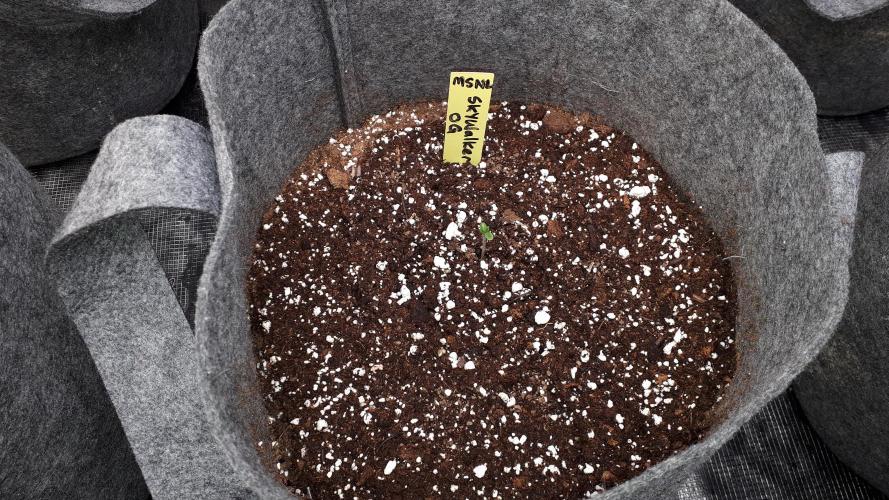 MSNL SEEDS = SKYWALKER OG. Week 1