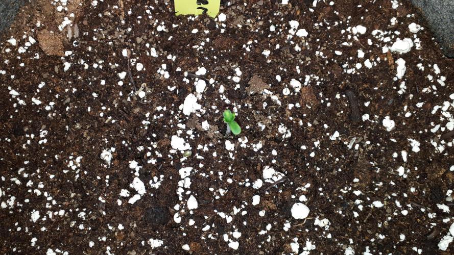 MSNL SEEDS = SKYWALKER OG. Week 1