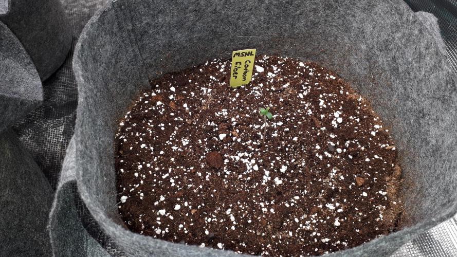 MSNL SEEDS = CARBON FIBER. Week 1