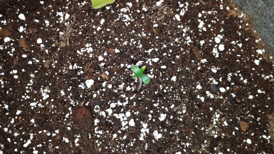 MSNL SEEDS = CARBON FIBER. Week 1