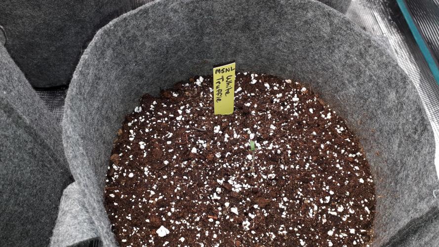 MSNL SEEDS = WHITE TRUFFLE. Week 1