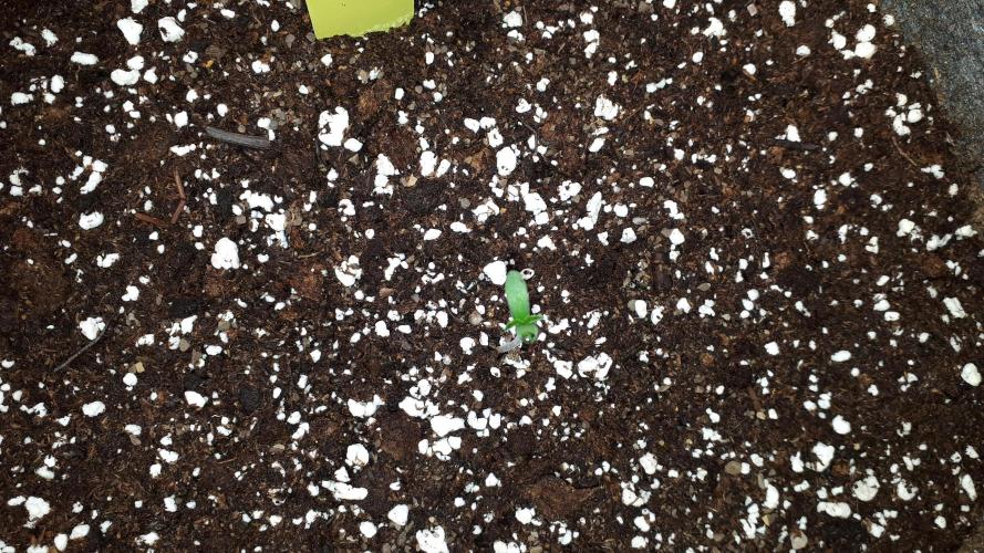 MSNL SEEDS = WHITE TRUFFLE. Week 1