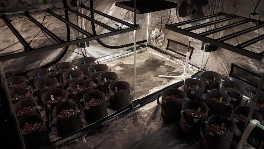 MSNL SEEDS = WHITE TRUFFLE. Week 1