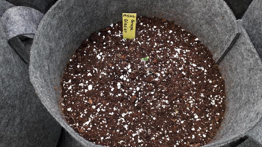 MSNL SEEDS = GRAPE GLACIER. Week 1