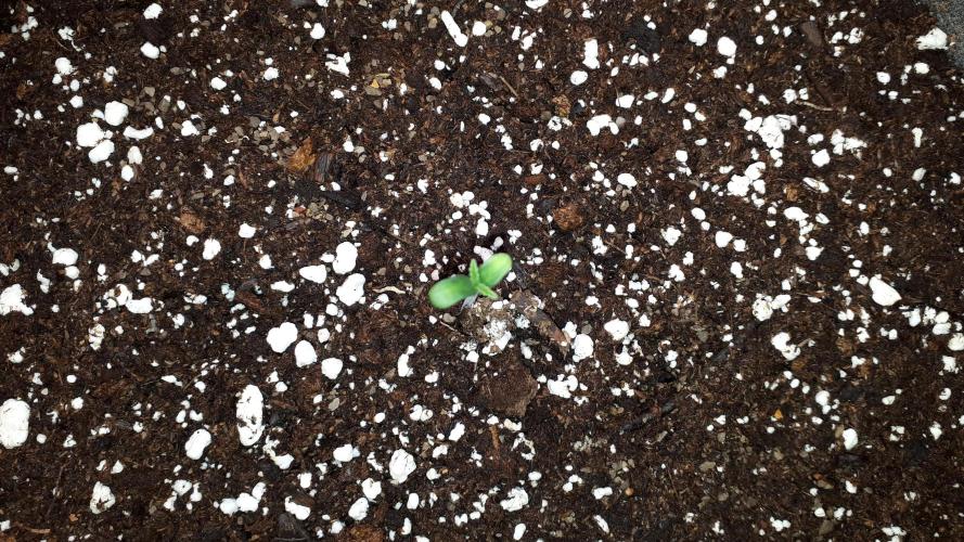 MSNL SEEDS = GRAPE GLACIER. Week 1