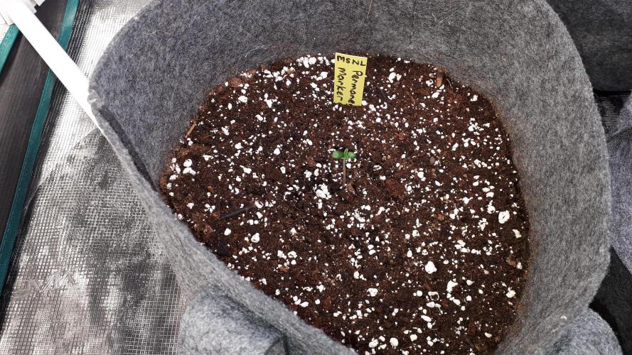 MSNL SEEDS = PERMANENT MARKER. Week 1