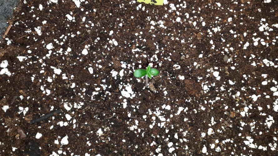 MSNL SEEDS = PERMANENT MARKER. Week 1