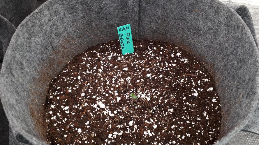 KANNABIA SEEDS = PINK GELATO. Week 1