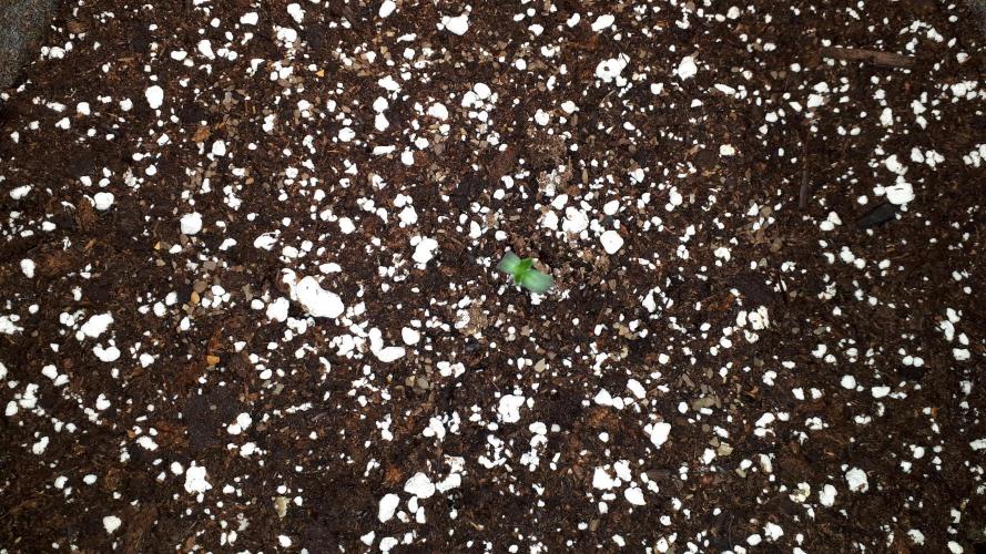KANNABIA SEEDS = PINK GELATO. Week 1