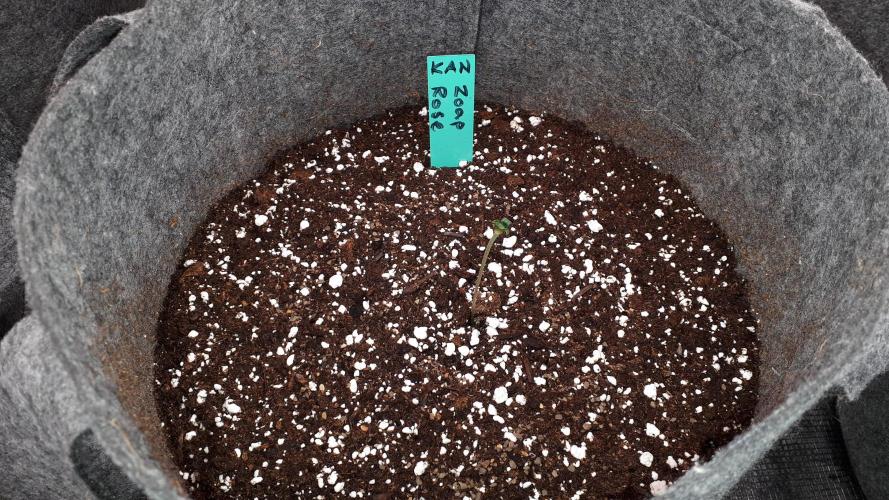 KANNABIA SEEDS = ZOAP ROSE. Week 1