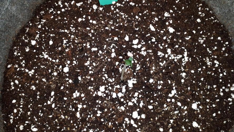 KANNABIA SEEDS = ZOAP ROSE. Week 1