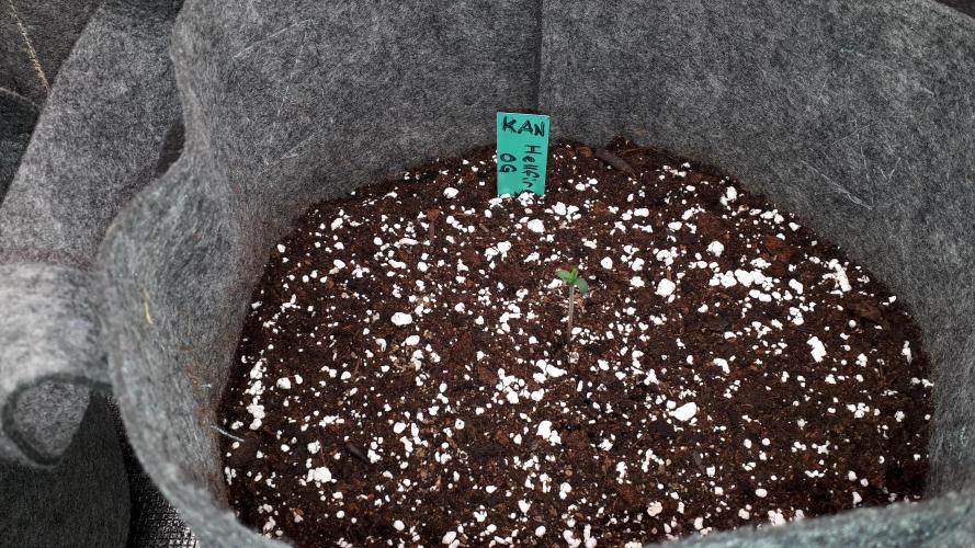 KANNABIA SEEDS = HELLFIRE OG. Week 1