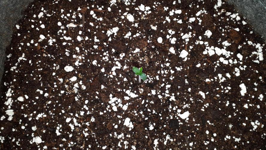 KANNABIA SEEDS = HELLFIRE OG. Week 1