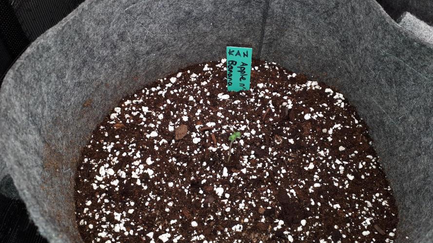 KANNABIA SEEDS = APPLE AND BANANAS. Week 1