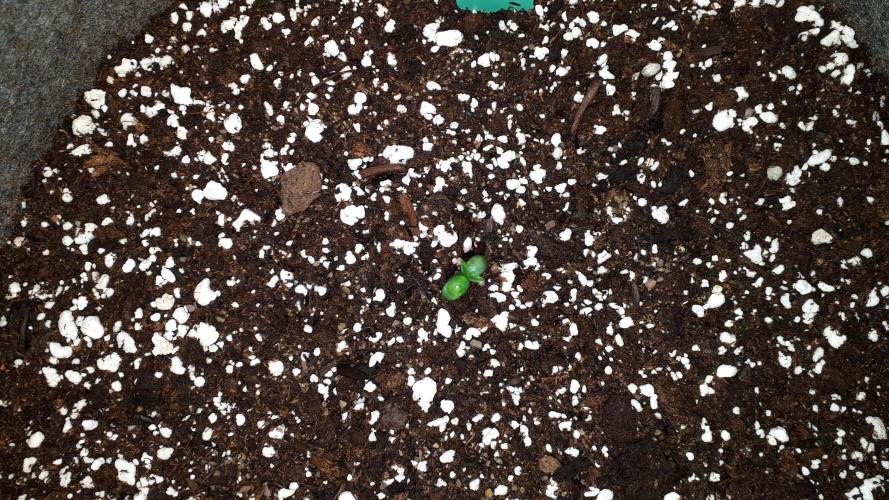KANNABIA SEEDS = APPLE AND BANANAS. Week 1