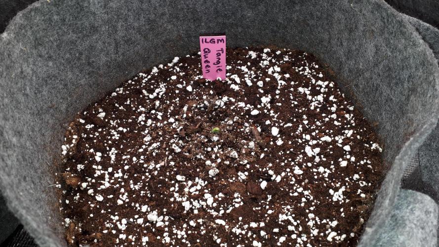 ILGM = TANGIE QUEEN. Week 1