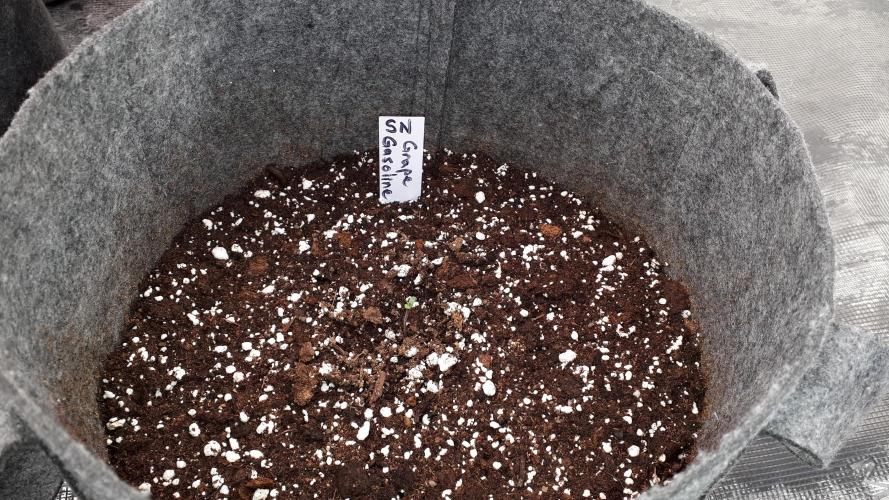 SUPERNATURAL SEEDS = GRAPE GASOLINE. Week 1