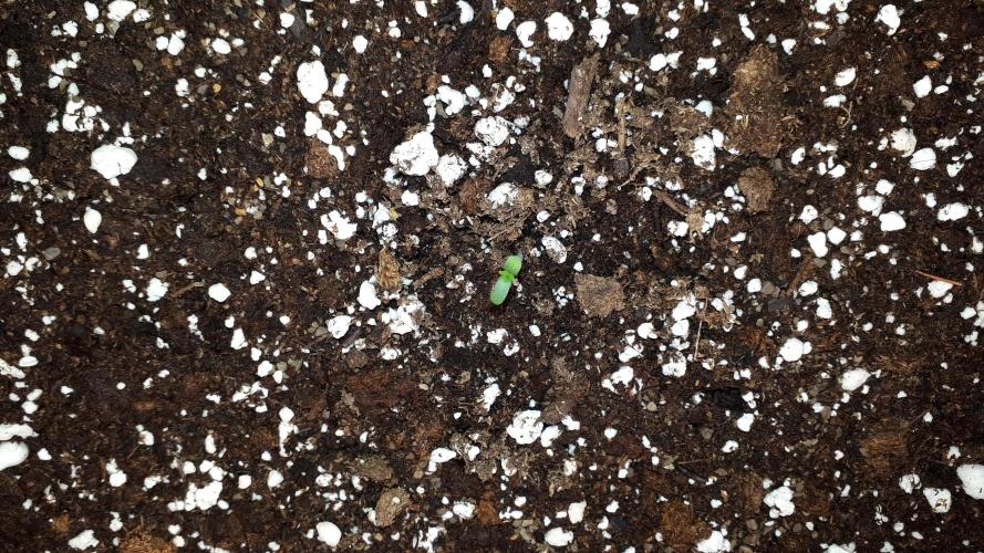 SUPERNATURAL SEEDS = GRAPE GASOLINE. Week 1