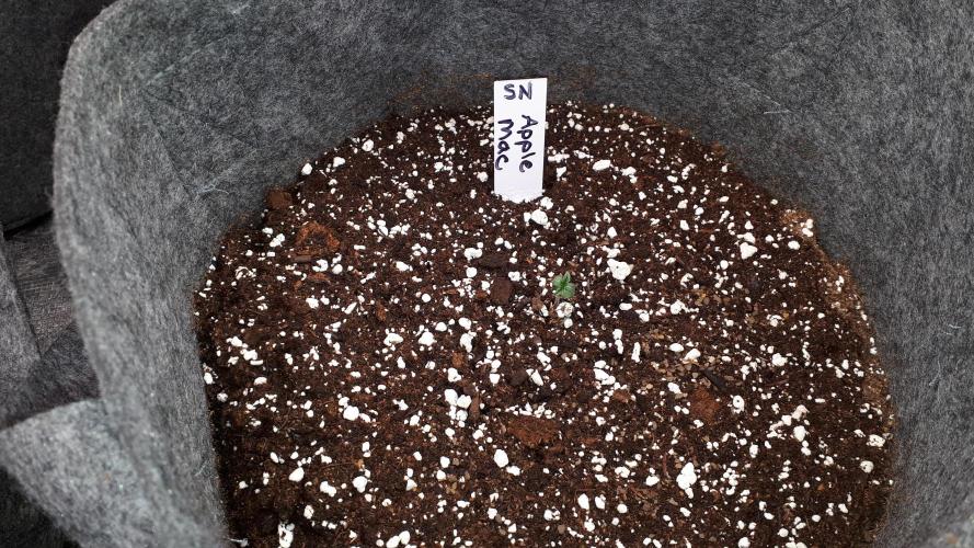 SUPERNATURAL SEEDS = APPLE MAC. Week 1