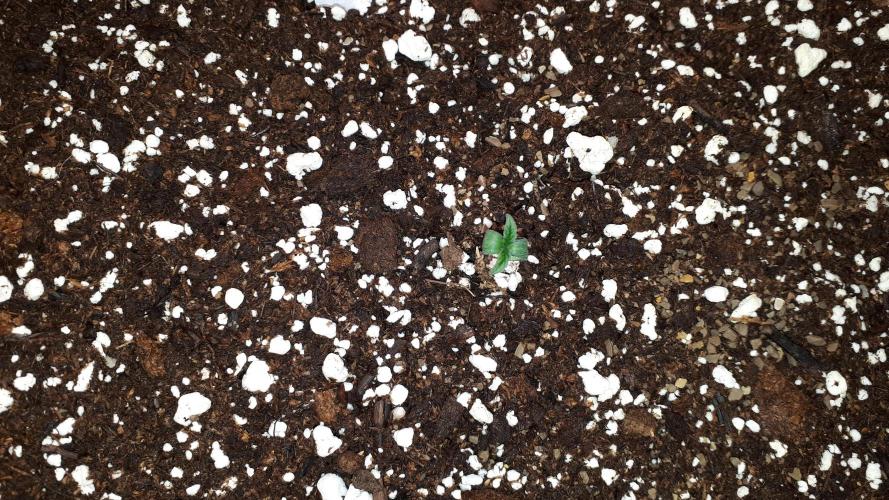 SUPERNATURAL SEEDS = APPLE MAC. Week 1