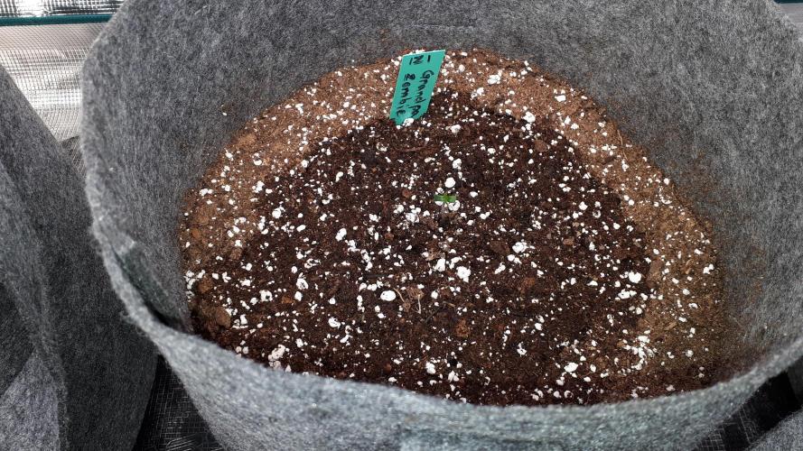 IZI SEEDS = GRANDPA ZOMBIE. Week 1