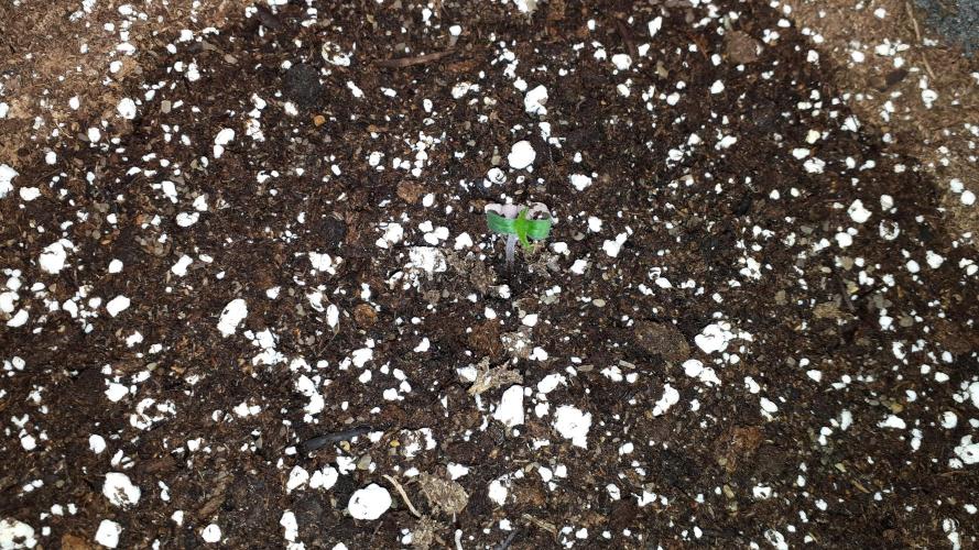 IZI SEEDS = GRANDPA ZOMBIE. Week 1