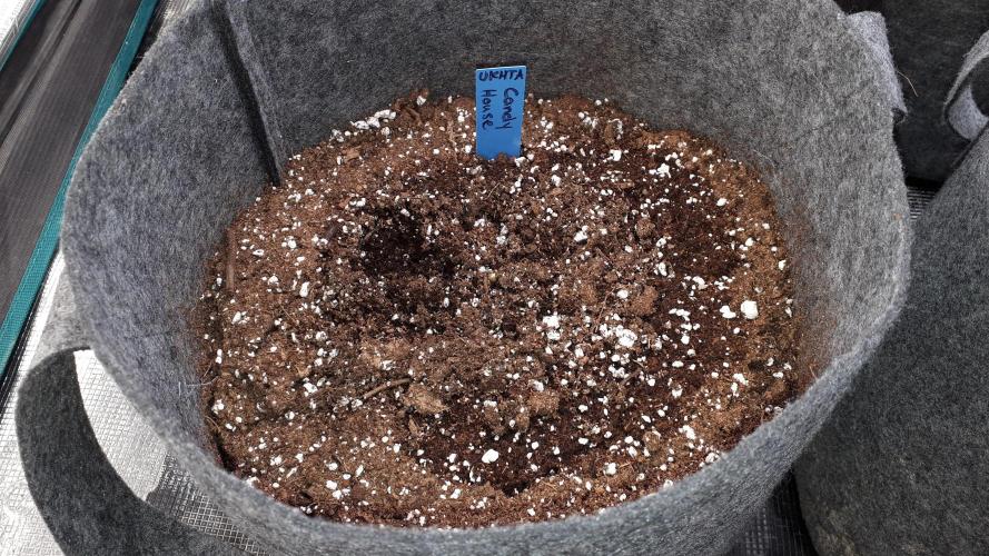 UKHTA SEEDS = CANDY HOUSE. Week 1
