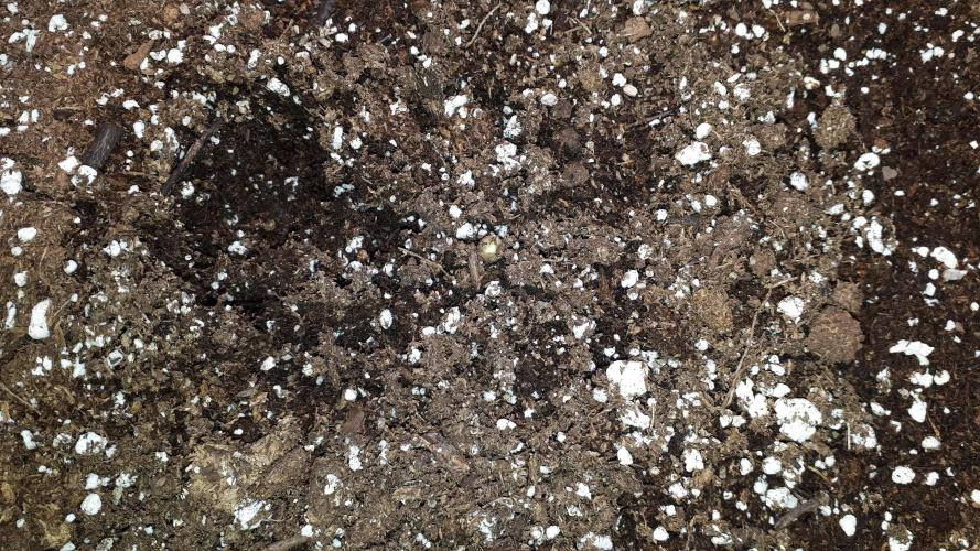 UKHTA SEEDS = CANDY HOUSE. Week 1