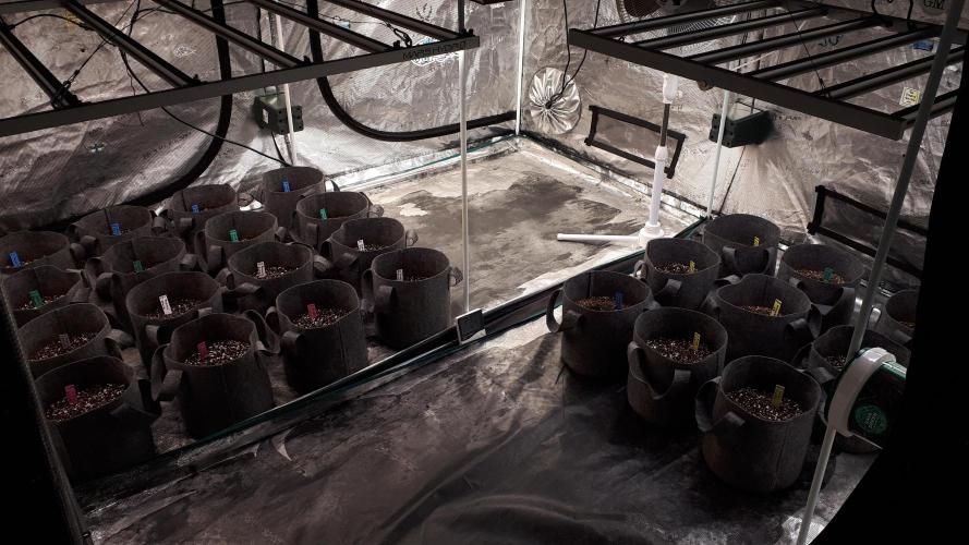 UKHTA SEEDS = CANDY HOUSE. Week 1