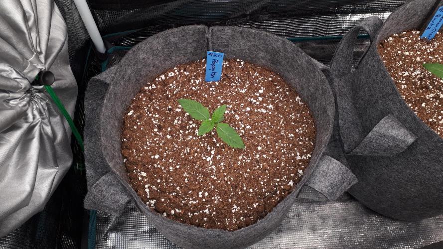 420 FASTBUDS = PAPAYTON. Week 2