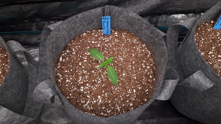 420 FASTBUDS = LEMON CHERRY RUNTZ. Week 2