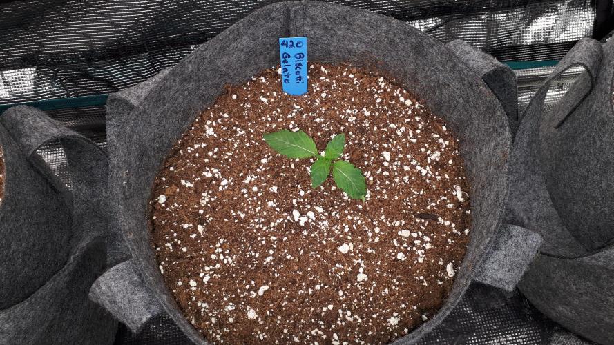 420 FASTBUDS = BISCOTTI GELATO. Week 2