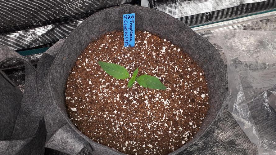 420 FASTBUDS = TROPICANA COOKIES FF. Week 2