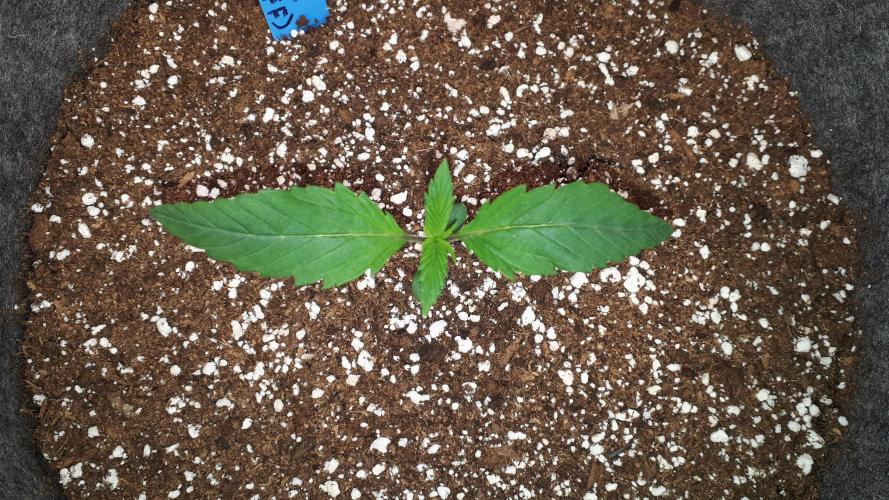 420 FASTBUDS = TROPICANA COOKIES FF. Week 2