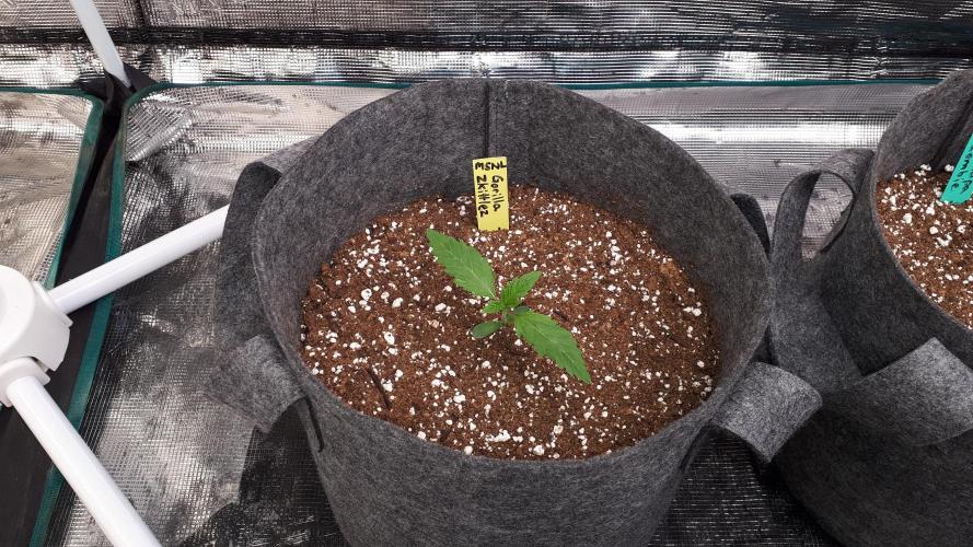 MSNL SEEDS = GORILLA ZKITTLES. Week 2