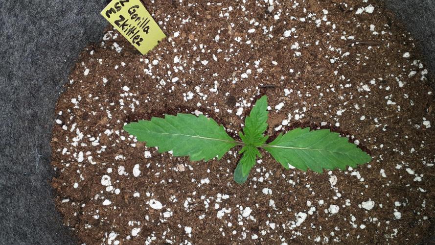 MSNL SEEDS = GORILLA ZKITTLES. Week 2