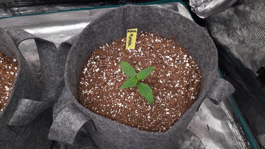 MSNL SEEDS = MIMOSA. Week 2