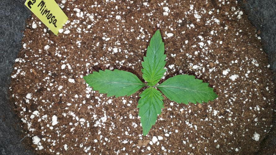MSNL SEEDS = MIMOSA. Week 2